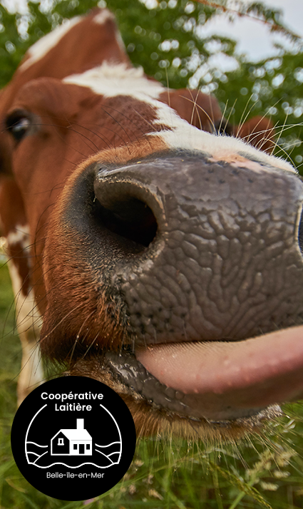 Photo d'une vache tirant la langue